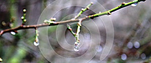 Drops of water on the tree branch