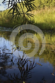 Drops on water from a tree branch