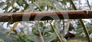 Water Droplets Hanging from a Branch in the Rain photo