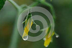 Drops of water on vegetables close-up. after the rain. dew on plants in a greenhouse. proper nutrition. veganism, farming, home- photo