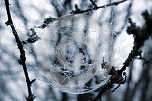 Drops of water on the web. Close-up. Gloomy landscape