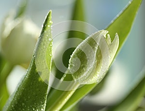 Drops of water on white tulipe in sunlight photo