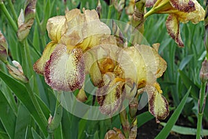 Drops of water on yellow and brown flowers of bearded irises
