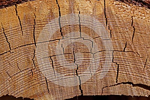 Drops of white resin on a cut of a pine trunk. Natural texture.