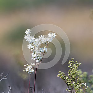 Dropwort summer flower close up