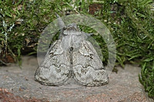 Drosal closeup on the pale oak eggar moth, Trichiura crataegi, s