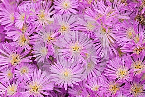 Drosanthemum floribundum