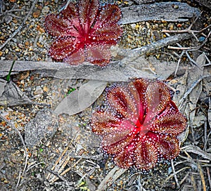 Drosdera insect eating plant