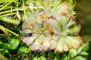 Drosera aliciae, the Alice sundew, is a carnivorous plant in the family Droseraceae. It is native to the Cape Provinces of South