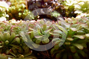 Drosera Aliciae, The Botanical Garden of Rome Museo Orto Botanico di Roma photo