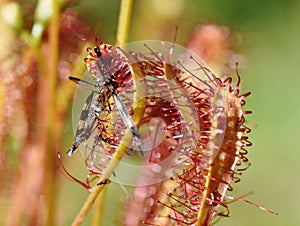 Drosera anglica great sundew plant with insect