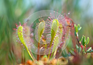 Drosera anglica. A plant on a bog in Siberia