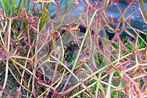 Drosera binata, the forked sundew, fork-leaved sundew. a carnivorous plant