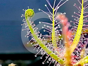 Drosera binata, sundew - carnivorous plant