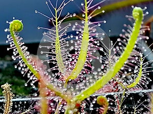 Drosera binata, sundew - carnivorous plant