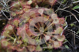 Drosera brevifolia, Dwarf Sundew, with an ant photo