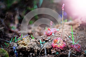 Drosera Burmannii taking on a small fly @Phu Pha Thoep National Park