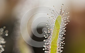 Drosera Capensis alba close-up view.