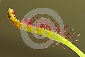 Drosera capensis, Cape Sundew,an insectivorous plant