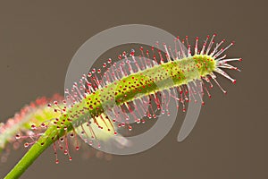 Drosera capensis, Cape Sundew,an insectivorous plant