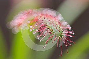 Drosera capensis, Cape Sundew,an insectivorous plant