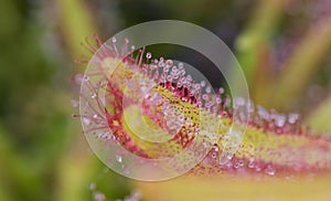 Drosera Capensis close-up view.