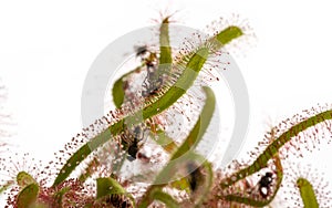 Drosera capensis in the detail, carnivorous plant with fly isolated on white
