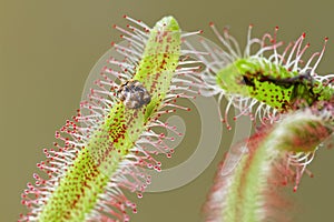 Drosera capensis eating a bug