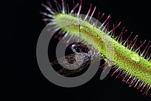 Drosera capensis eating a fly