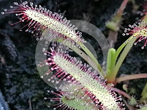 Drosera capensis Giant, sundew - carnivorous plant