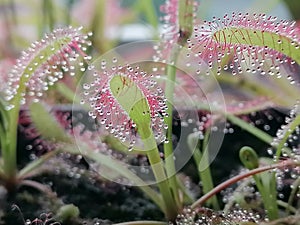 Drosera capensis Giant, sundew - carnivorous plant