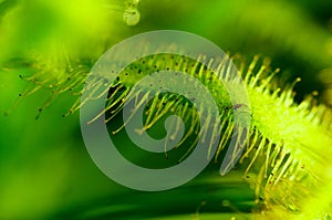 Drosera Capensis - an insect-eating plant