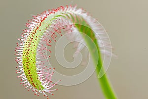 Drosera capensis leaf