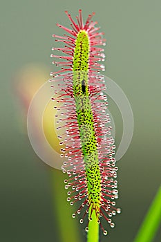 Drosera capensis, Sundew,