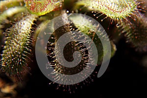 Drosera capensis, sundew plant on background