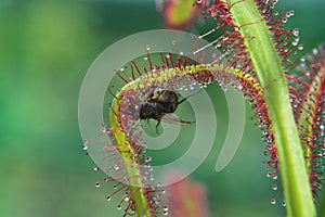 Drosera Capensis var Rubra and Fly. Sundew Carnivore. Predatory plant, Carnivorous Plant.