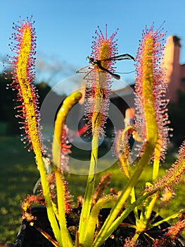 Drosera