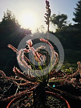 Drosera