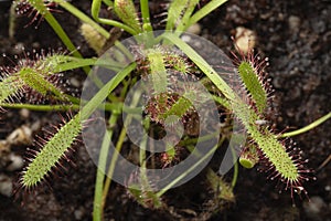 Drosera, carnivorous plant, outdoors close up