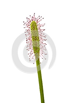 Drosera, carnivorous plant, tentacle close up on white background