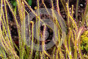 Drosera filiformis, close-up. the thread-leaved sundew. insectivorous herb