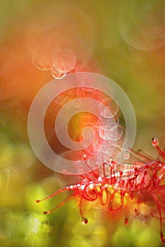 Drosera flower, sundew, abstract background