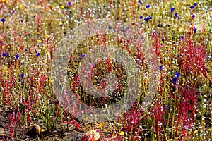 Drosera indica Linn.flower outdoor blooming