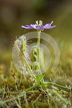 Drosera indica seen at Kaas  Plateau,Satara,Maharashtra,India