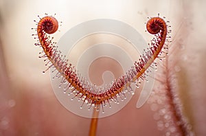 Drosera leaf with droplets