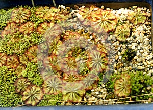 Drosera montana