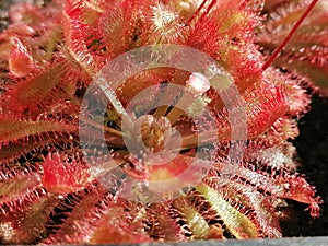 Drosera nataliensis, sundew - carnivorous plant