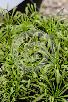 Drosera nidiformis plants