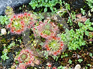 Drosera nitidula x pulchella Pygmy Sundew Carnivorous Plant