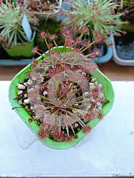 Drosera petiolaris